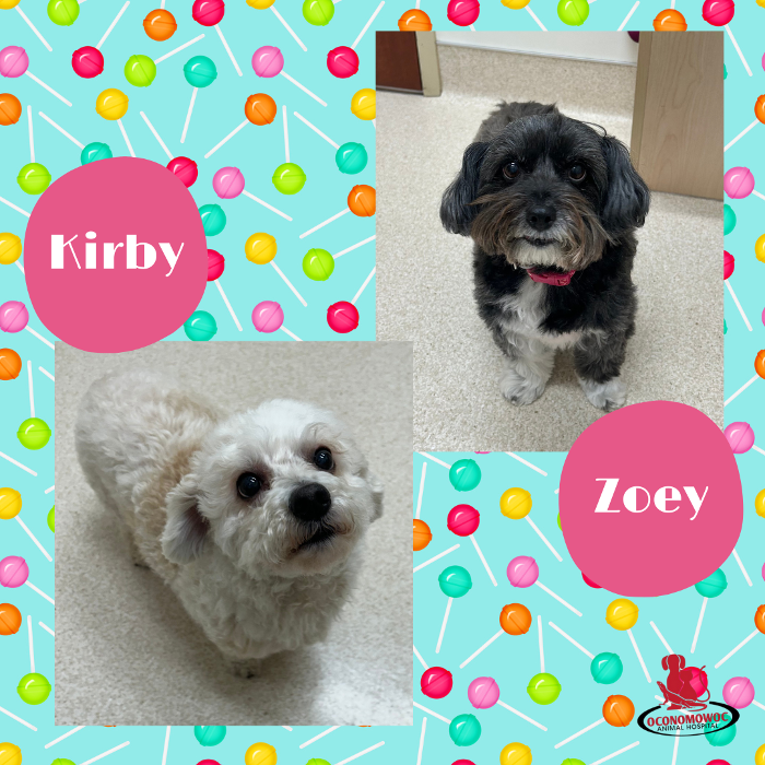 Oconomowoc Animal Hospital - Oconomowoc, WI