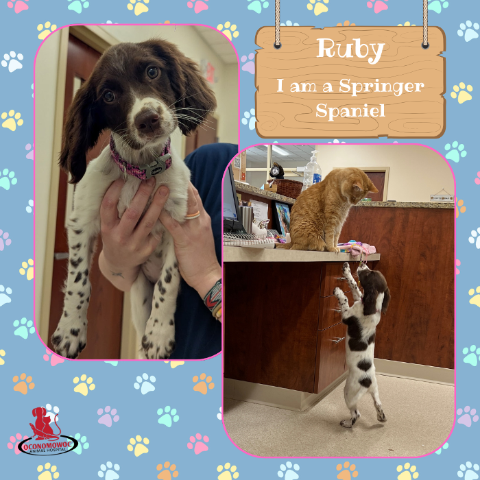 Oconomowoc Animal Hospital - Oconomowoc, WI