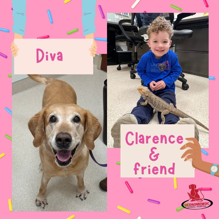 Oconomowoc Animal Hospital - Oconomowoc, WI