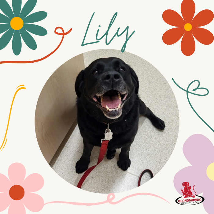 Oconomowoc Animal Hospital - Oconomowoc, WI