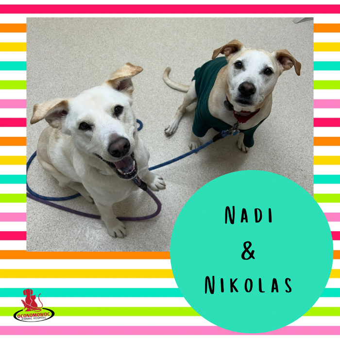 Oconomowoc Animal Hospital - Oconomowoc, WI