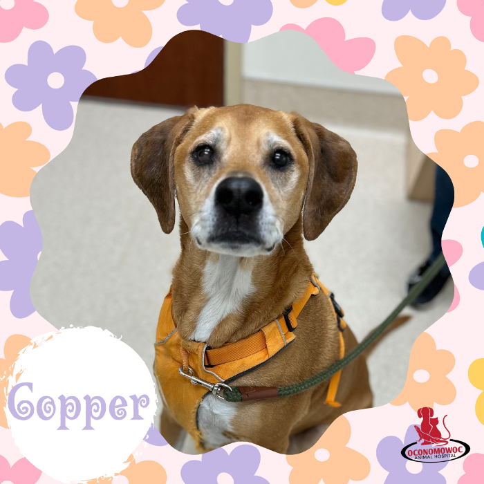 Oconomowoc Animal Hospital - Oconomowoc, WI