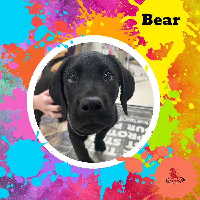 Oconomowoc Animal Hospital - Oconomowoc, WI