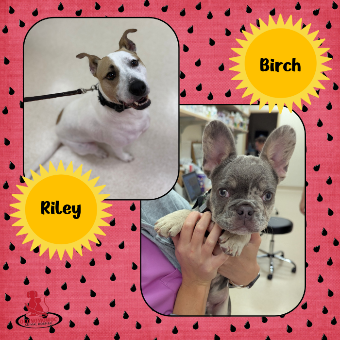 Oconomowoc Animal Hospital - Oconomowoc, WI