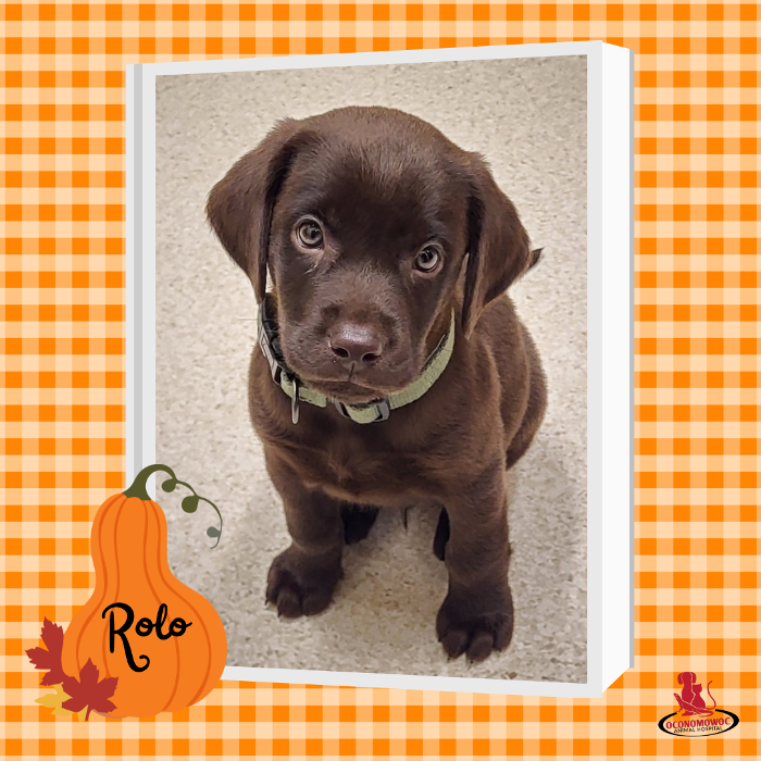 Oconomowoc Animal Hospital - Oconomowoc, WI