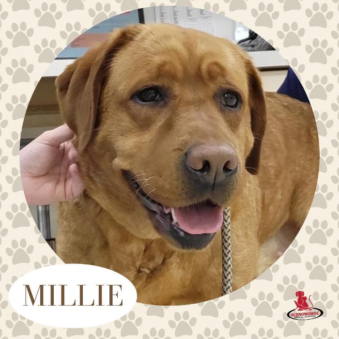 Oconomowoc Animal Hospital - Oconomowoc, WI