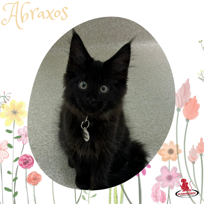 Oconomowoc Animal Hospital - Oconomowoc, WI