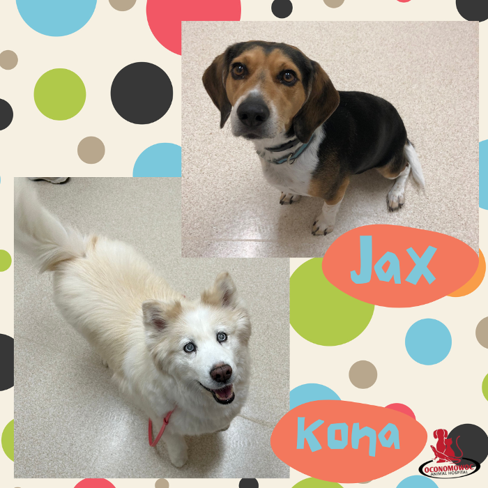 Oconomowoc Animal Hospital - Oconomowoc, WI