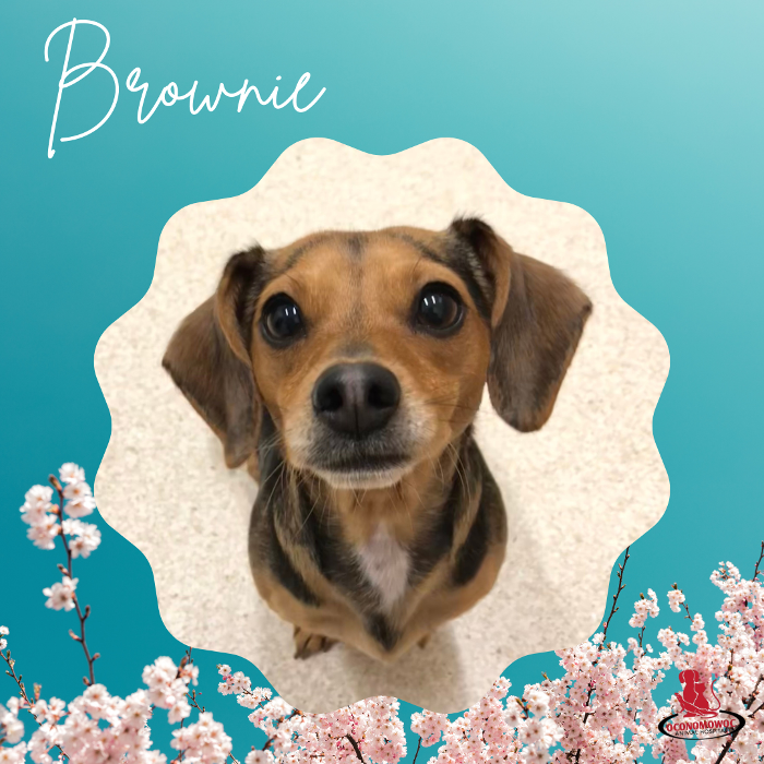 Oconomowoc Animal Hospital - Oconomowoc, WI