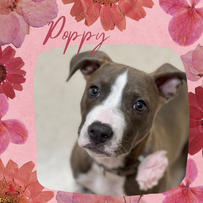 Oconomowoc Animal Hospital - Oconomowoc, WI