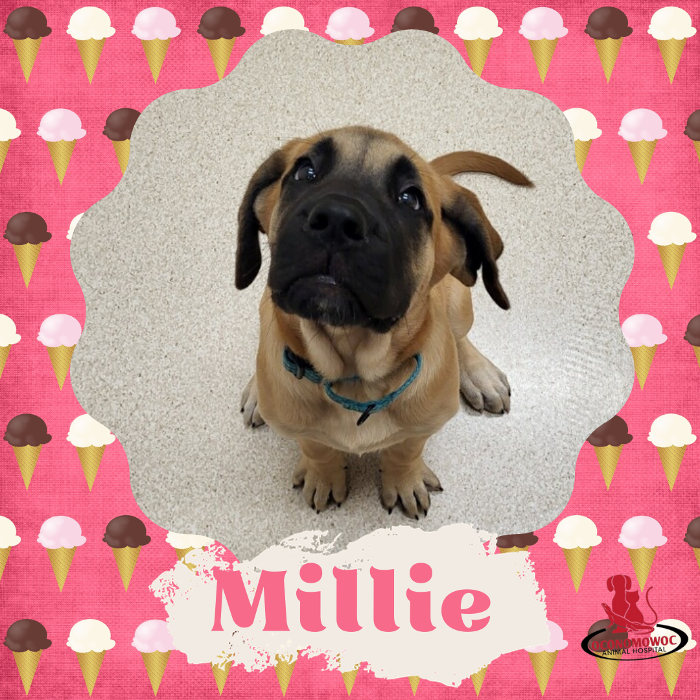 Oconomowoc Animal Hospital - Oconomowoc, WI