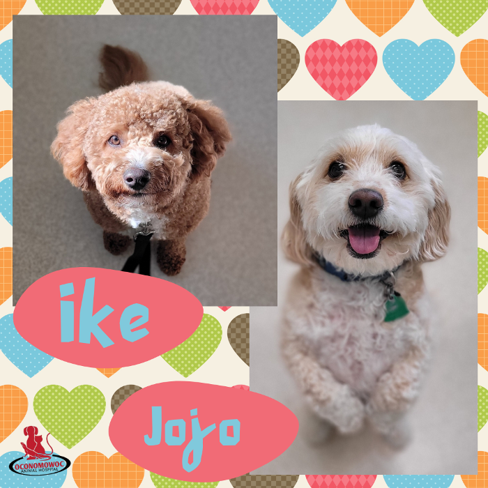 Oconomowoc Animal Hospital - Oconomowoc, WI