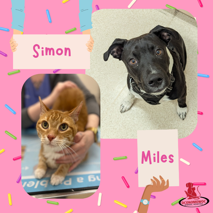 Oconomowoc Animal Hospital - Oconomowoc, WI