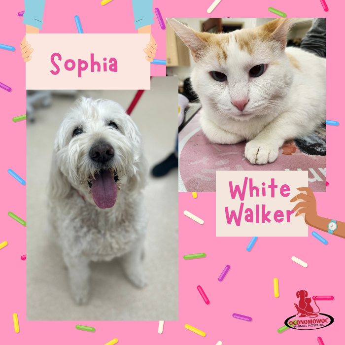 Oconomowoc Animal Hospital - Oconomowoc, WI