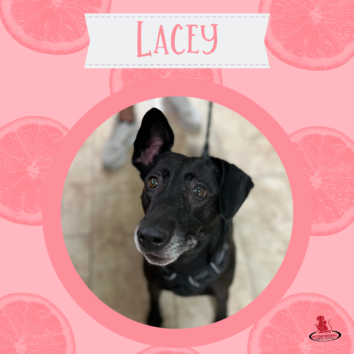 Oconomowoc Animal Hospital - Oconomowoc, WI