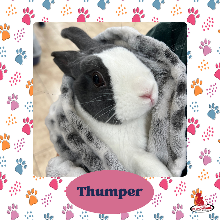 Oconomowoc Animal Hospital - Oconomowoc, WI