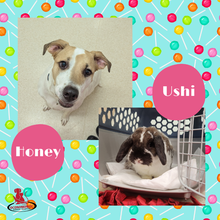 Oconomowoc Animal Hospital - Oconomowoc, WI