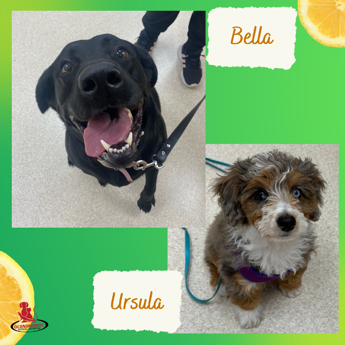 Oconomowoc Animal Hospital - Oconomowoc, WI