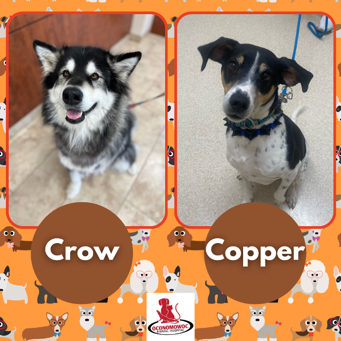 Oconomowoc Animal Hospital - Oconomowoc, WI