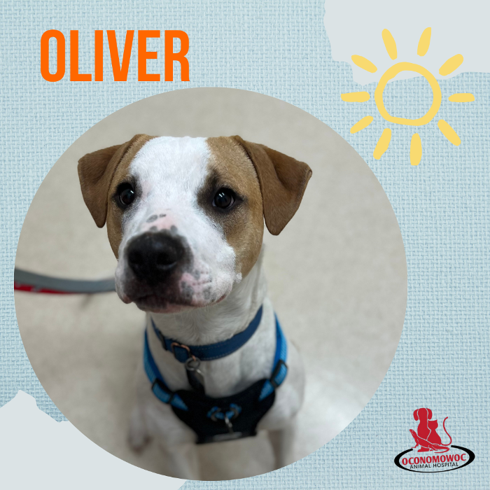 Oconomowoc Animal Hospital - Oconomowoc, WI