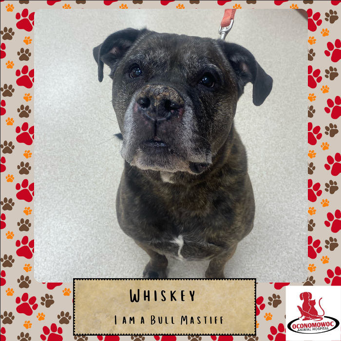 Oconomowoc Animal Hospital - Oconomowoc, WI