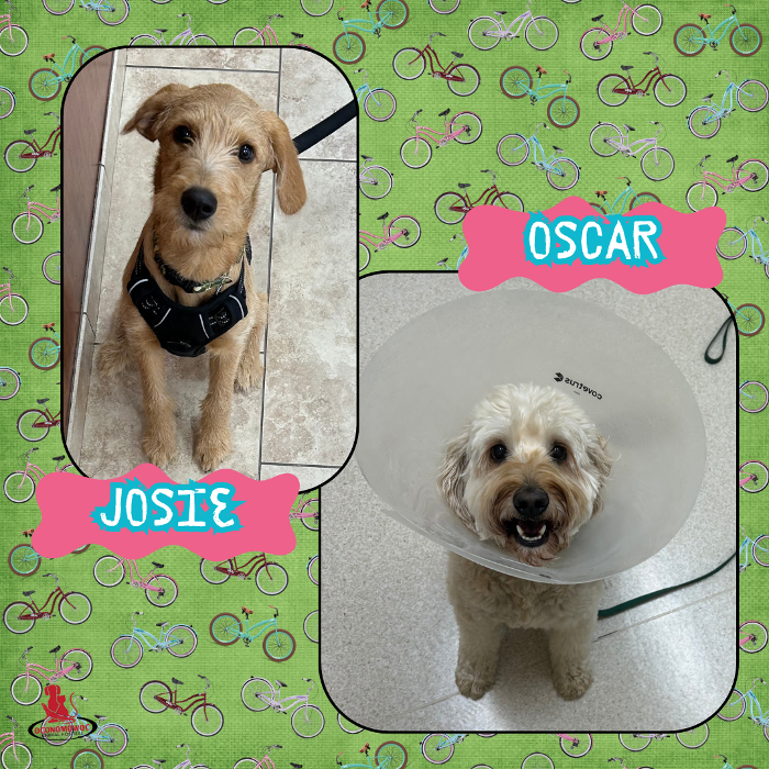 Oconomowoc Animal Hospital - Oconomowoc, WI