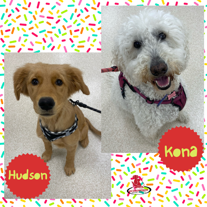 Oconomowoc Animal Hospital - Oconomowoc, WI