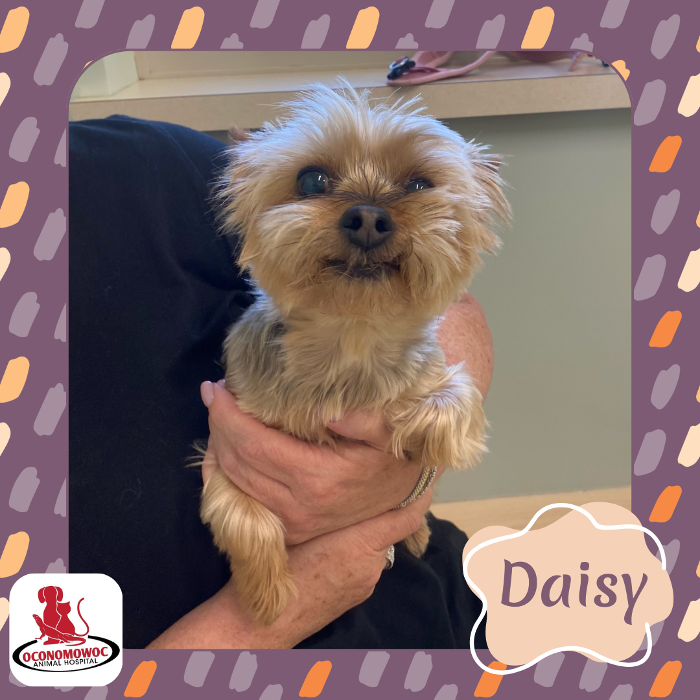 Oconomowoc Animal Hospital - Oconomowoc, WI