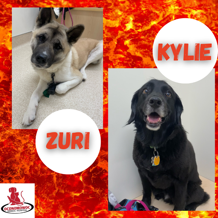 Oconomowoc Animal Hospital - Oconomowoc, WI