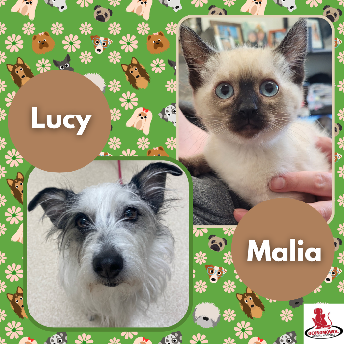 Oconomowoc Animal Hospital - Oconomowoc, WI