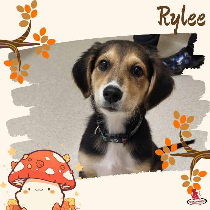 Oconomowoc Animal Hospital - Oconomowoc, WI