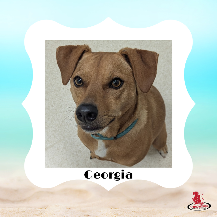 Oconomowoc Animal Hospital - Oconomowoc, WI