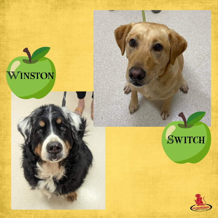 Oconomowoc Animal Hospital - Oconomowoc, WI