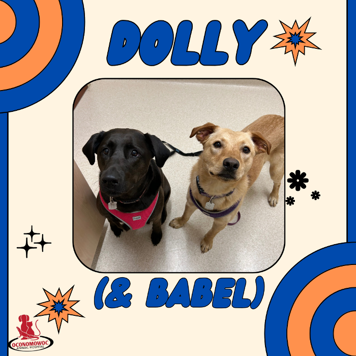 Oconomowoc Animal Hospital - Oconomowoc, WI