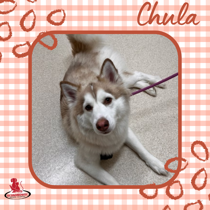 Oconomowoc Animal Hospital - Oconomowoc, WI