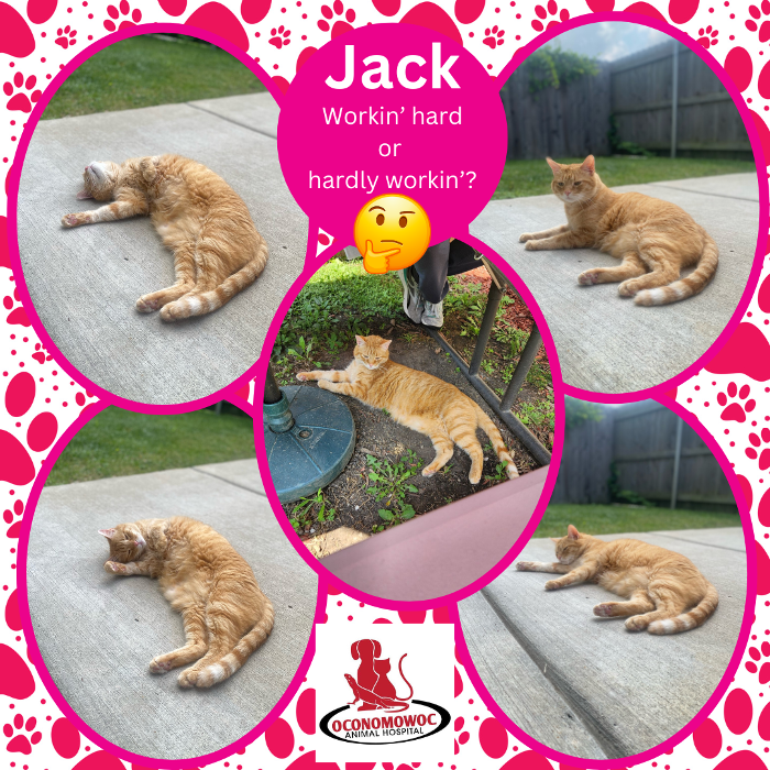 Oconomowoc Animal Hospital - Oconomowoc, WI