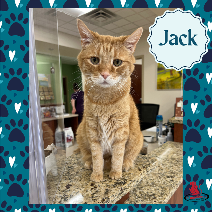 Oconomowoc Animal Hospital - Oconomowoc, WI