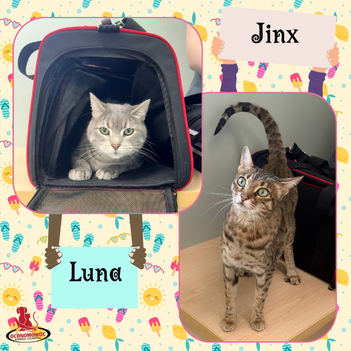 Oconomowoc Animal Hospital - Oconomowoc, WI