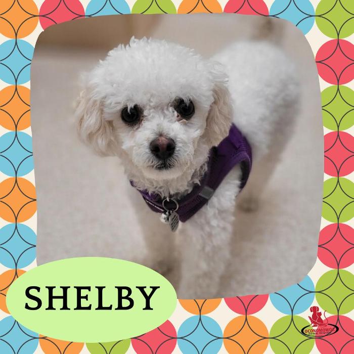 Oconomowoc Animal Hospital - Oconomowoc, WI