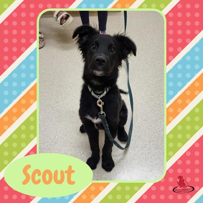 Oconomowoc Animal Hospital - Oconomowoc, WI