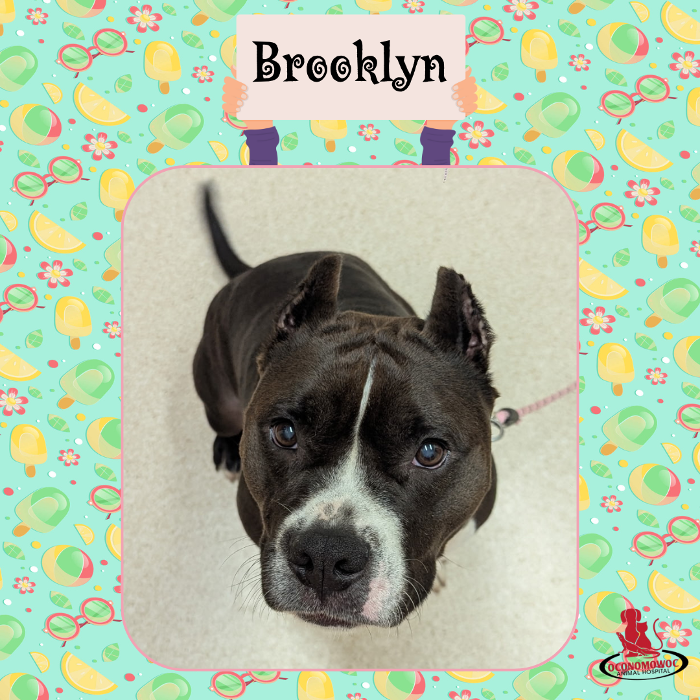 Oconomowoc Animal Hospital - Oconomowoc, WI