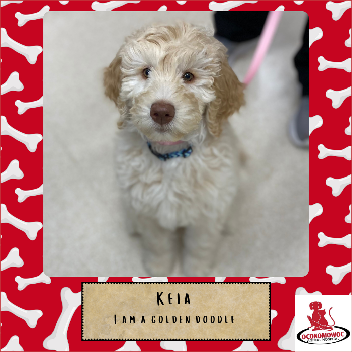 Oconomowoc Animal Hospital - Oconomowoc, WI