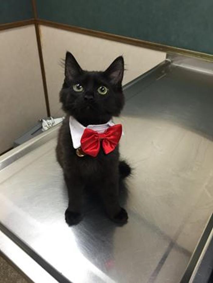 West Park Veterinary Services - Houma, LA