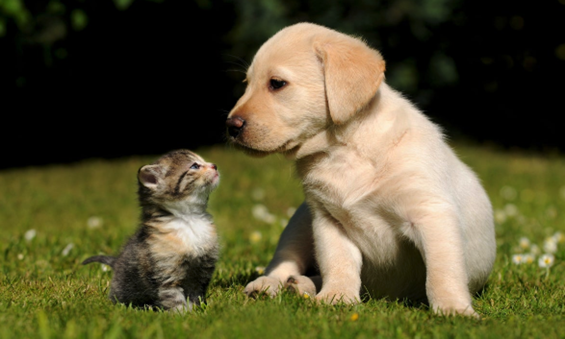 West Park Veterinary Services - Houma, LA