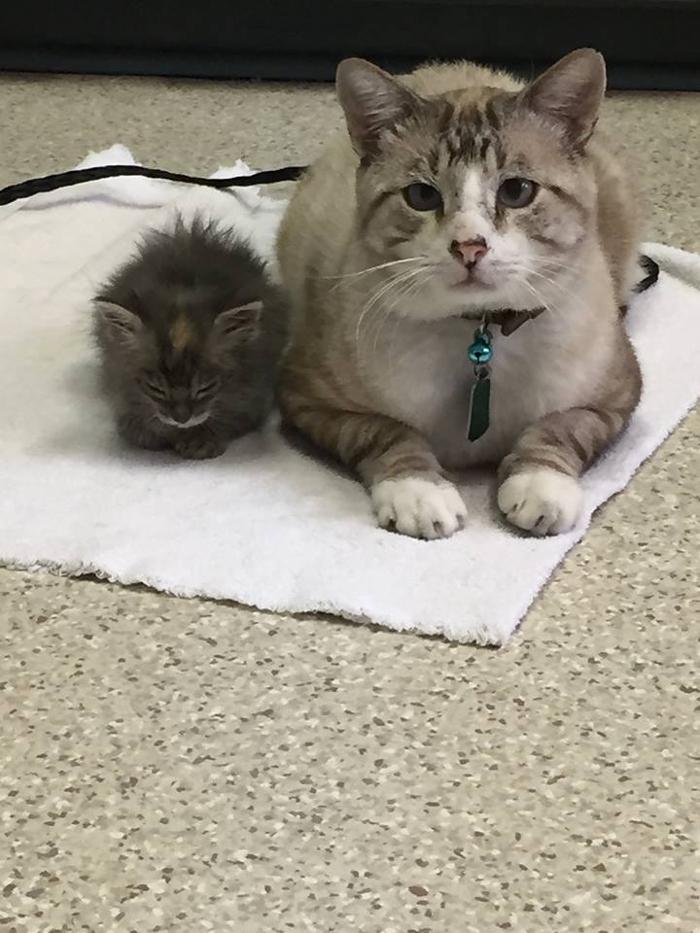 West Park Veterinary Services - Houma, LA