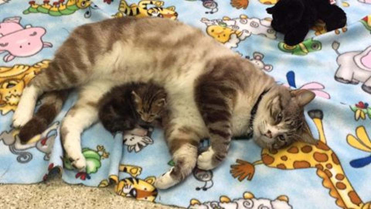 West Park Veterinary Services - Houma, LA