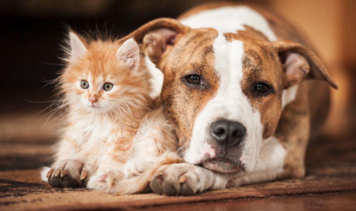 West Park Veterinary Services - Houma, LA