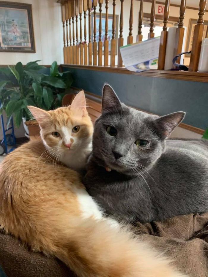 West Park Veterinary Services - Houma, LA