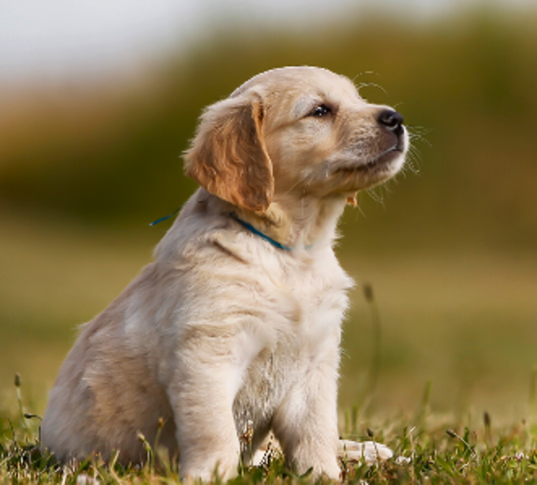 West Park Veterinary Services - Houma, LA