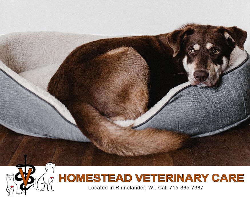 Homestead Veterinary Care - Rhinelander, WI